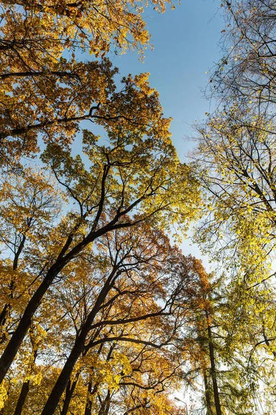 Koruna z listnatých stromů — Stock fotografie