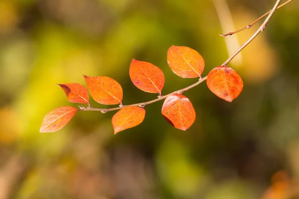 Autumn branch in the foreground — Stock Photo, Image