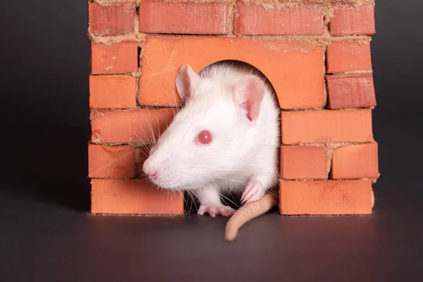 Weiße Ratte in einem Backsteinhaus — Stockfoto