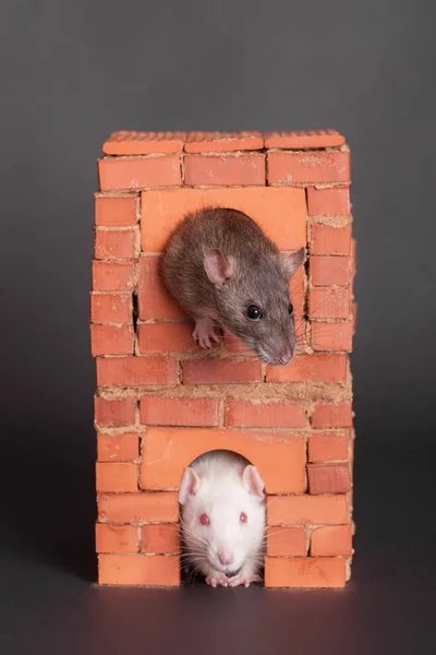 Ratten in einem Backsteinhaus — Stockfoto