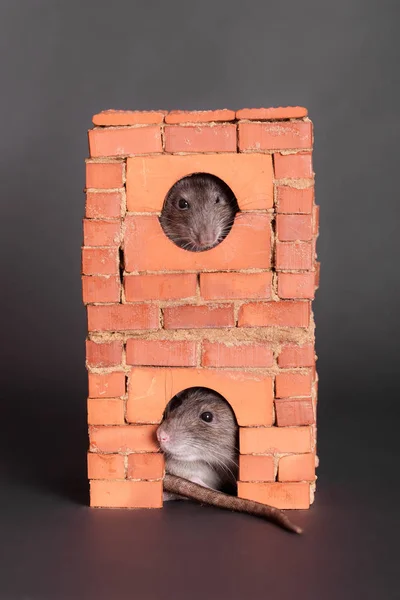 Dos ratas mascota —  Fotos de Stock