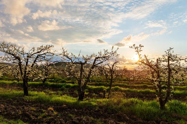 Landschap in de boomgaard van de lente — Stockfoto