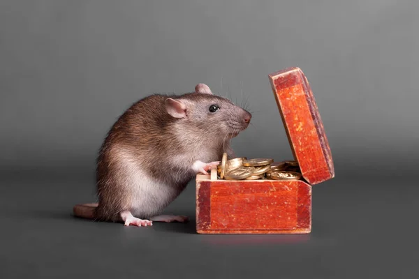 Ratte mit einer Truhe voller Münzen — Stockfoto