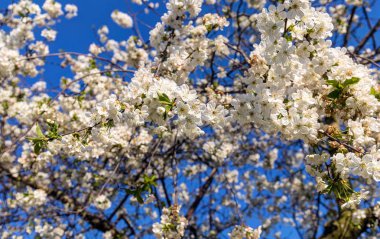 İlkbaharda kiraz çiçekleri