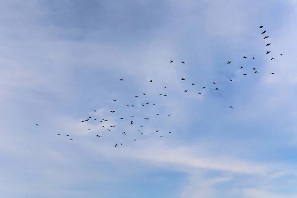 Estorninos volando en el cielo — Foto de Stock