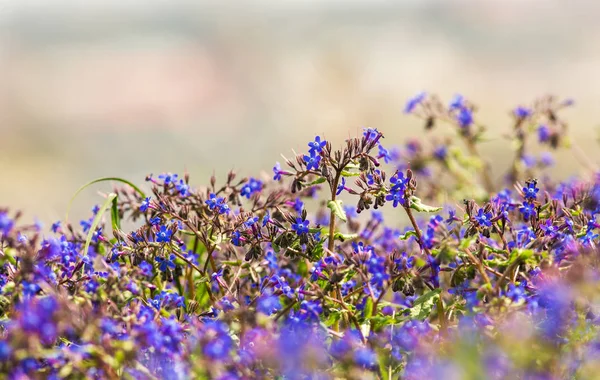 在春天的小蓝色花 — 图库照片