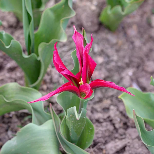 Tulipano viola esotico da vicino — Foto Stock