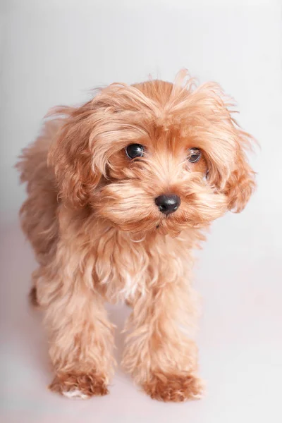 Portrait shaggy puppy — Stock Photo, Image