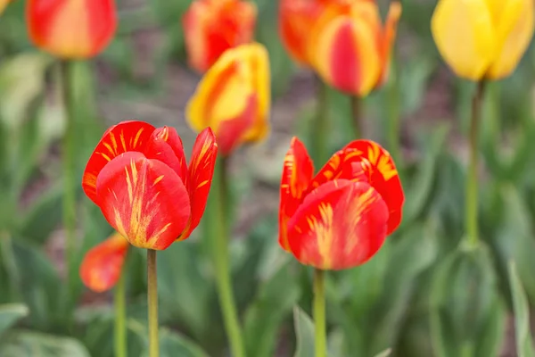 Tulipani luminosi primo piano — Foto Stock