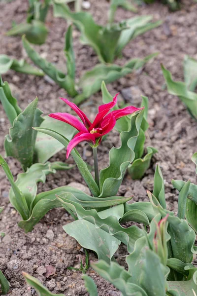 Tulipan i vårhagen – stockfoto