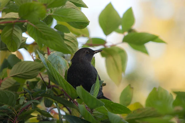 Blackbird op een groene tak — Stockfoto