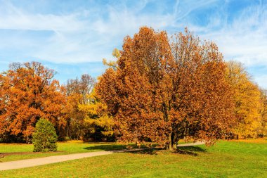Sonbahar ağaçları ile Park
