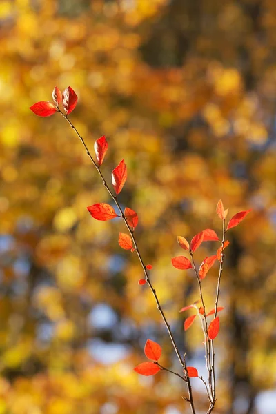 Branche d'automne rouge — Photo