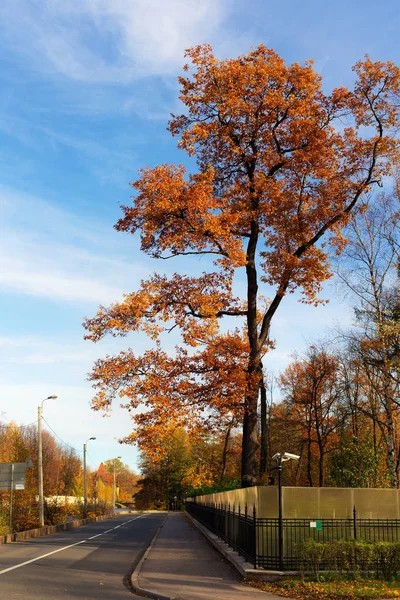 Arbre d'automne dans un parc — Photo