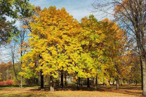 Parque con castañas de otoño —  Fotos de Stock