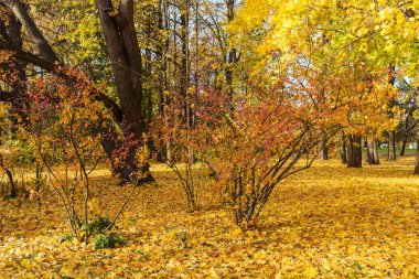 Sonbahar yatay, düşen yapraklar