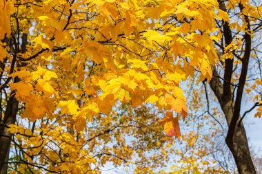 akçaağaç altın yeşillik ile