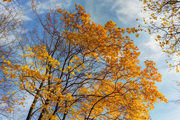 Árboles de arce de otoño — Foto de Stock