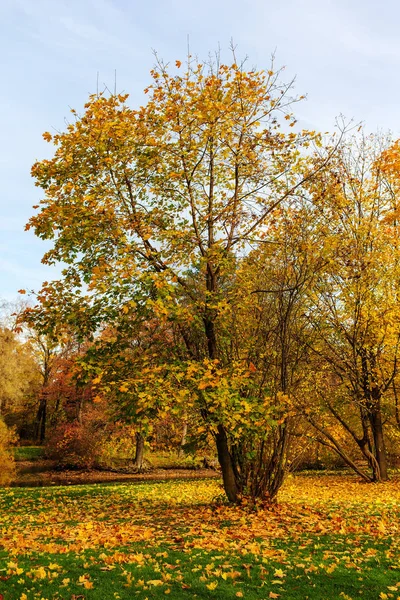 Paysage d'automne avec érable — Photo