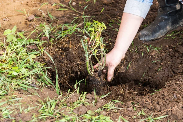 Woman planting a rose