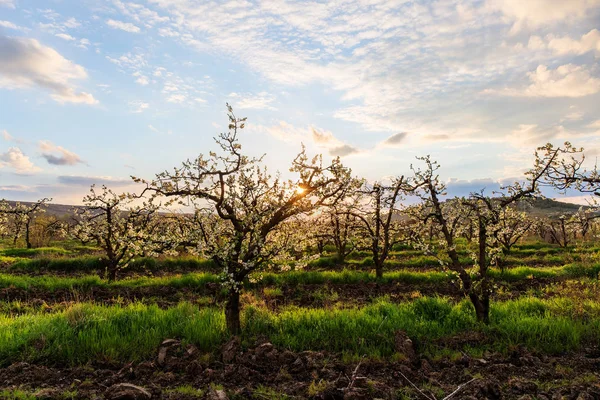 Morning landscape in orchard — Stock Photo, Image