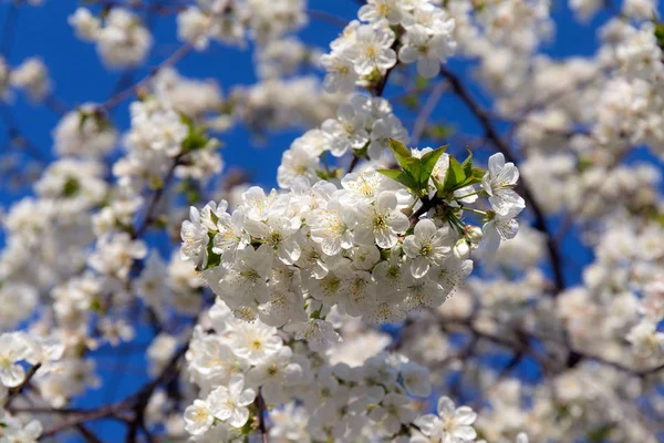 Colore bianco della primavera — Foto Stock