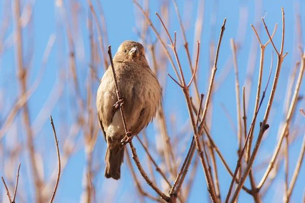 Sparrow na jaře — Stock fotografie