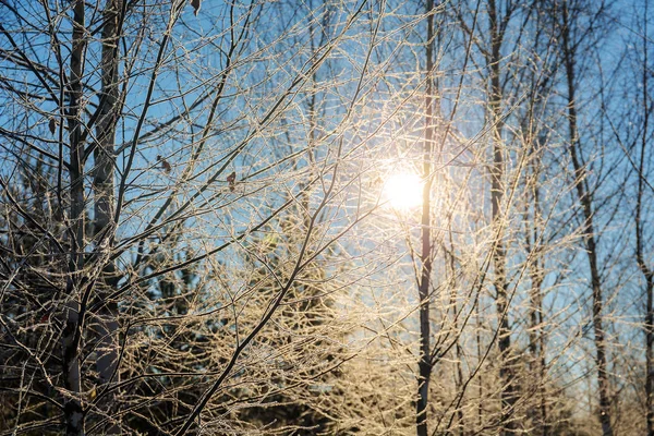 Rami di alberi con gelo — Foto Stock