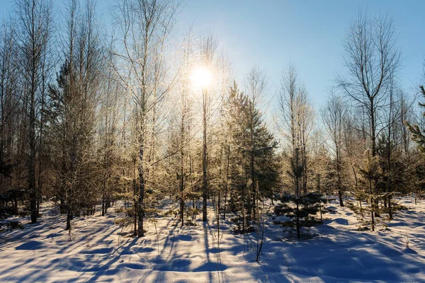 Сонце в холодному зимовому лісі — стокове фото