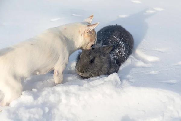 Coniglio e chihuahua bianco — Foto Stock