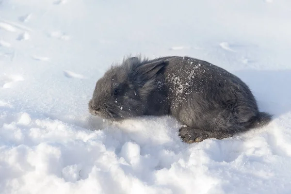 Rabbit close up — Stock Photo, Image