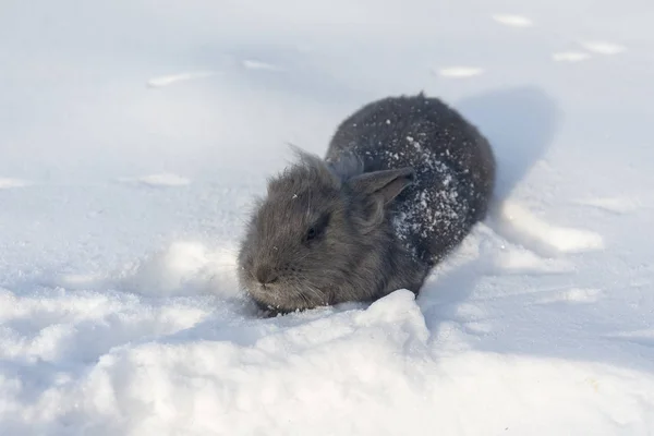 兔子在雪的画像 — 图库照片