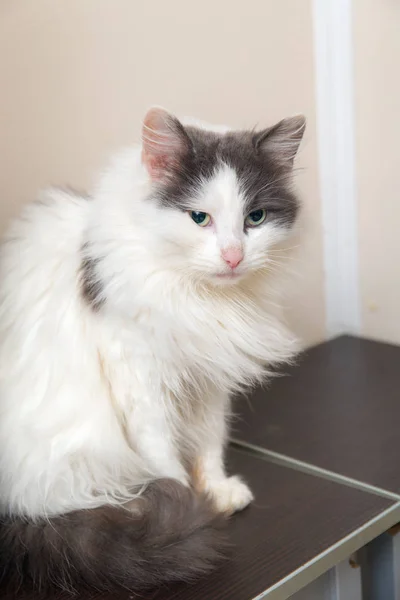 Gato doméstico en un taburete — Foto de Stock