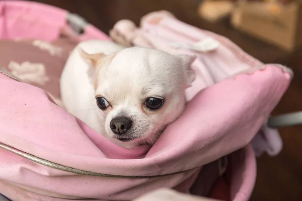 Branco Chihuahua close-up — Fotografia de Stock