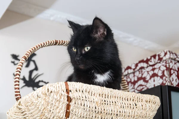 Ahşap sepet içinde kedi — Stok fotoğraf