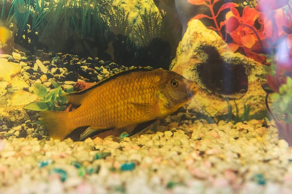 黄色の Labidochromis をクローズ アップ — ストック写真