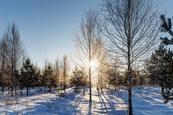 Bosques em um dia ensolarado de inverno — Fotografia de Stock