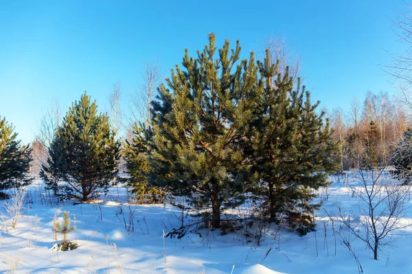 Pinos en el bosque invernal —  Fotos de Stock