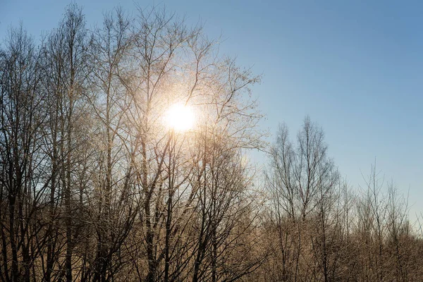 Copaci și soare — Fotografie, imagine de stoc