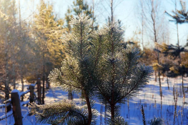 Topo de um pinheiro no inverno — Fotografia de Stock