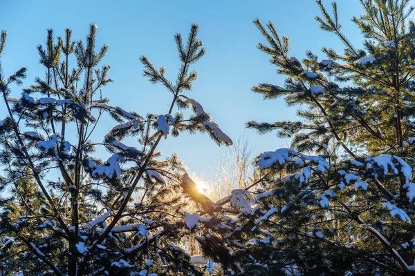 Branches de pin et soleil — Photo