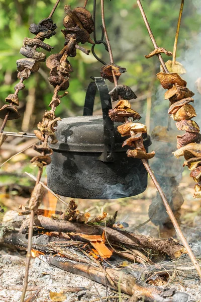 Zbieranie grzybów w lesie — Zdjęcie stockowe