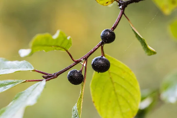 Sanddornzweig mit Beeren — Stockfoto