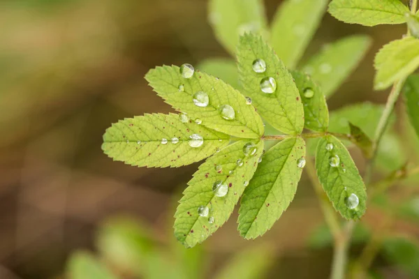 Folhas verdes com gotas de chuva — Fotografia de Stock