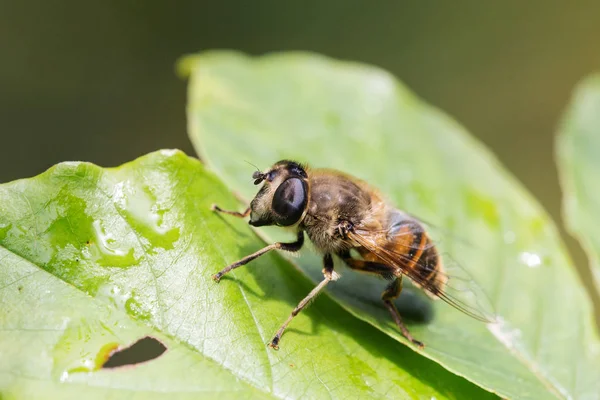 Retrato de uma mosca grande — Fotografia de Stock