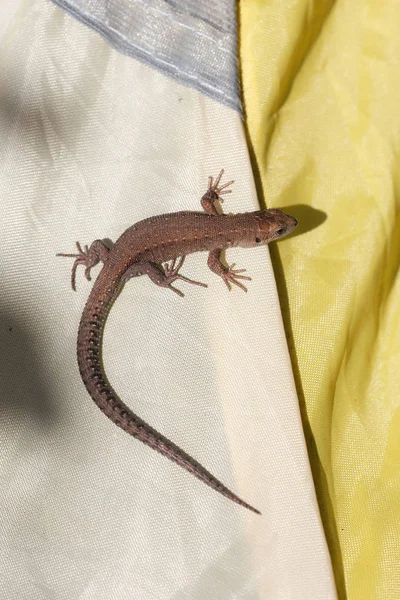 Small lizard on a tent — Stock Photo, Image