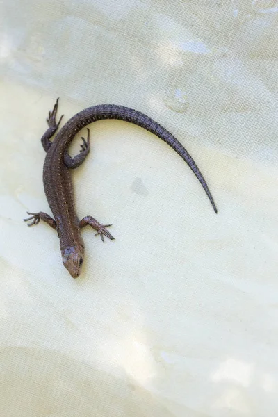 Lizard on a wet tent — Stock Photo, Image