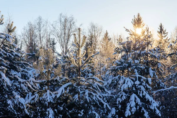 Paisagem na floresta de inverno — Fotografia de Stock