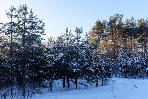 Paysage forestier de conifères — Photo