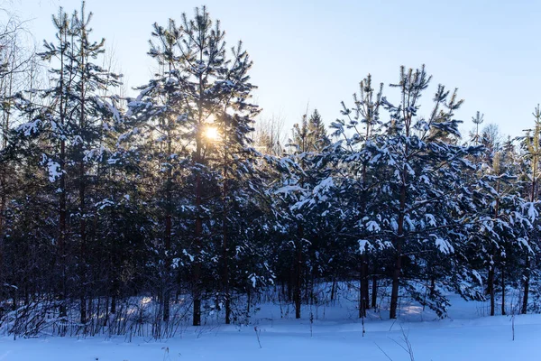 추운 겨울 풍경 — 스톡 사진